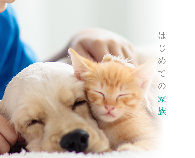 エルペットクリニック