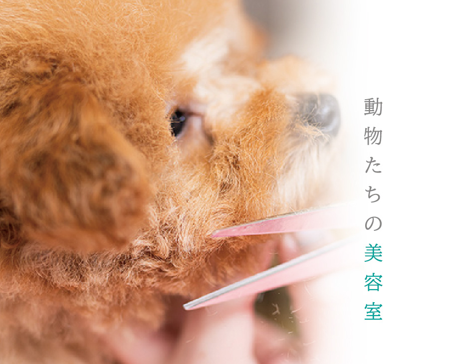 エルペットクリニック